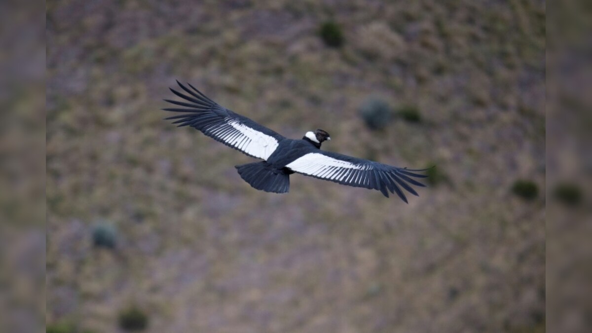 A Pair of Andean Condors in Ecuador Has Given a Glimmer of Hope for Species' Survival