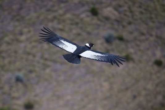 A male Andean condor flies over the Chakana nature reserve in September 2020. © Rodrigo BUENDIA - AFP A male Andean condor flies over the Chakana nature reserve in September 2020. © Rodrigo BUENDIA - AFP