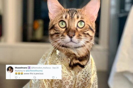 Sherwani clad cat.
(Credit: Twitter/ @kofeewithsunny)