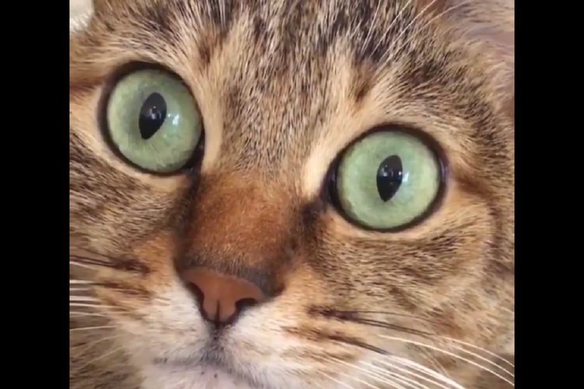 Wonder Kitty': Video of a Cat Hiccuping And Dilating Pupils Leaves Netizens Surprised
