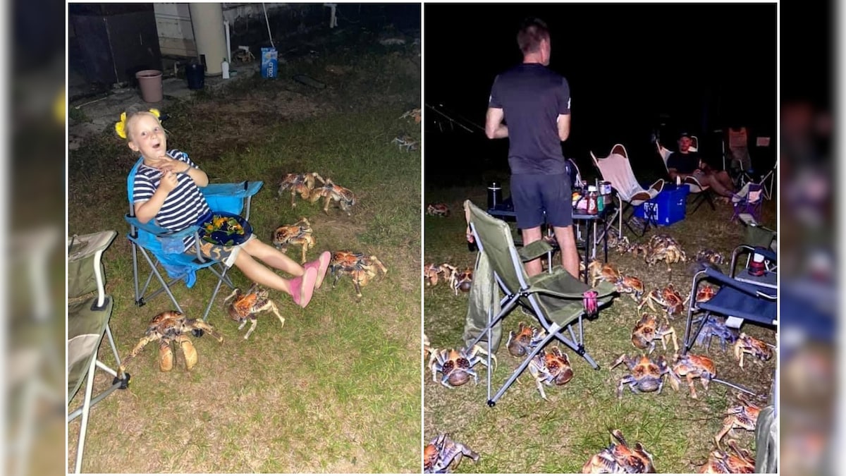 Family Picnic Attacked by Swarming Army of Robber Crabs in Australia