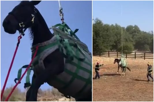 A horse was airlifted to safety after it feel in a 60 ft ravine in California, US | Image credit: Facebook A horse was airlifted to safety after it feel in a 60 ft ravine in California, US | Image credit: Facebook