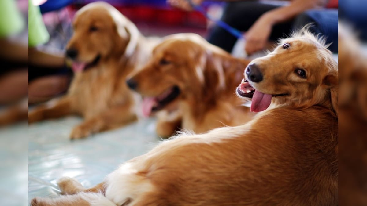 Finland Deploys Coronavirus-sniffing Dogs at Airport as a Cost-friendly Way to Detect Infection