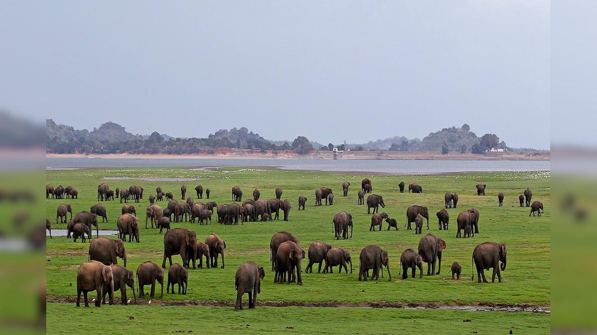 Sri Lanka to Let Tourists Enjoy the Best of Wildlife Experience Sitting at Home