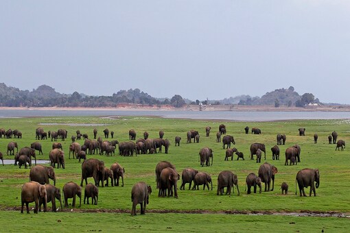 File photo of a herd of Asiatic wild elephants at a national park in Minneriya, some 200 kilometers (125 miles) from Colombo. (AP Photo/Chamila Karunarathne, File)