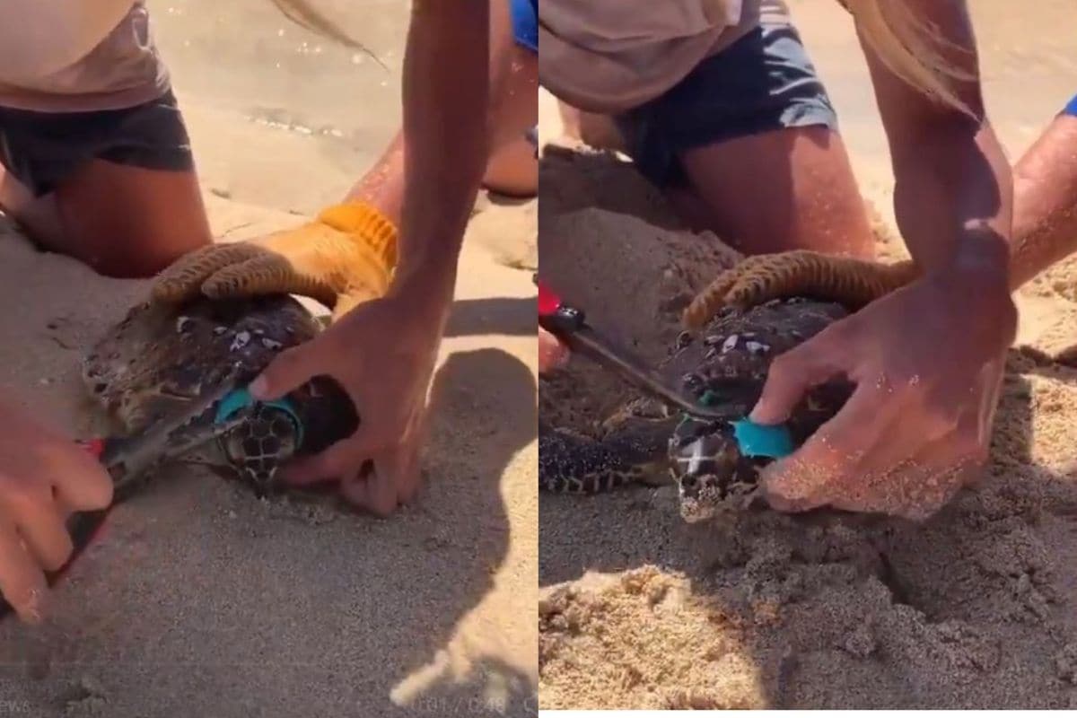 WATCH: Turtle Being Strangled by Plastic Band Reminds Us How Earth is Becoming Inhabitable for Wildlife