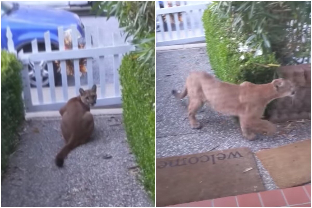 mountain lion stalking