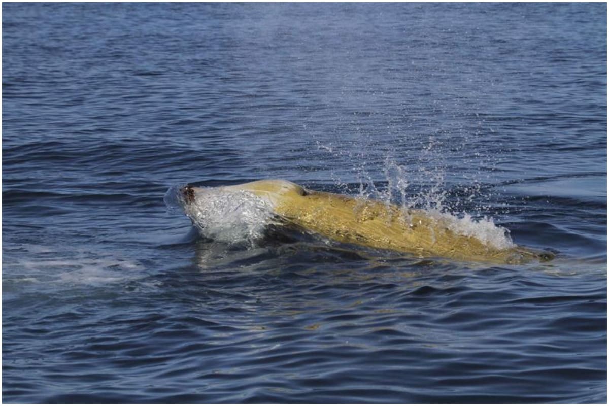Beaked Whale Breaks Longest Dive Record by Staying Underwater for Nearly 4 Hours