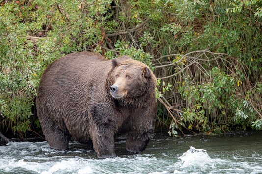 The incident is the first deadly encounter with a grizzly bear since the park was established 40 years ago. (for representation)