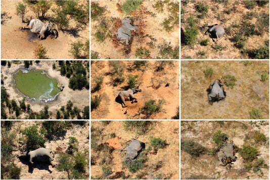A combination photo shows dead elephants in Okavango Delta, Botswana in May-June, 2020. (Handout via REUTERS) A combination photo shows dead elephants in Okavango Delta, Botswana in May-June, 2020. (Handout via REUTERS)