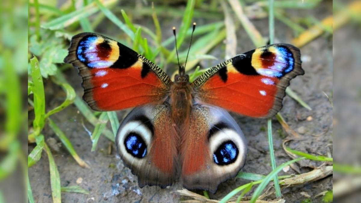 Key to Butterflies Surviving Global Warming and Climate Change May Be in Their Colours