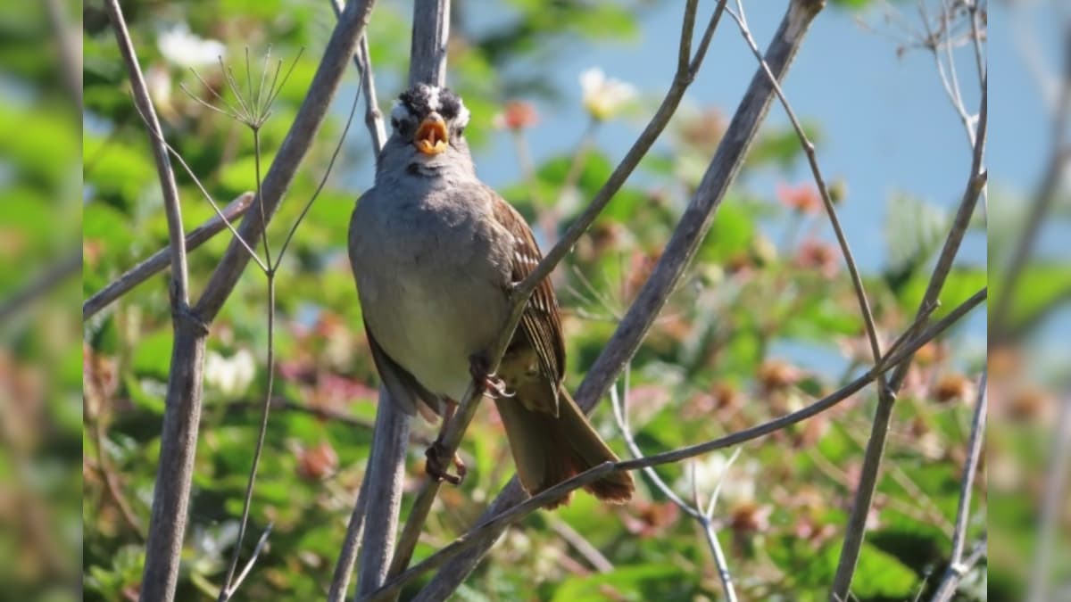 Male Birds in San Francisco Improved their Singing Skills to Attract Females in Lockdown