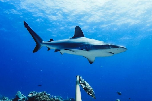 Global Race for Coronavirus Vaccine Likely to Kill over 5 Lakh Sharks