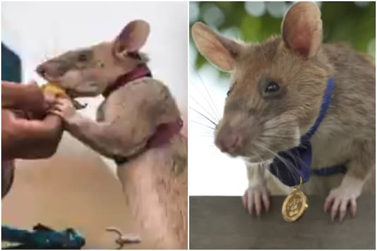 Magawa the hero rat from Africa | Image credit: Twitter Magawa the hero rat from Africa | Image credit: Twitter