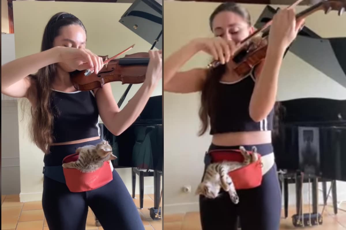 Classical Music Loving Cat Grooving to Violin is the Most 'Purrfect' Video You'll See Today