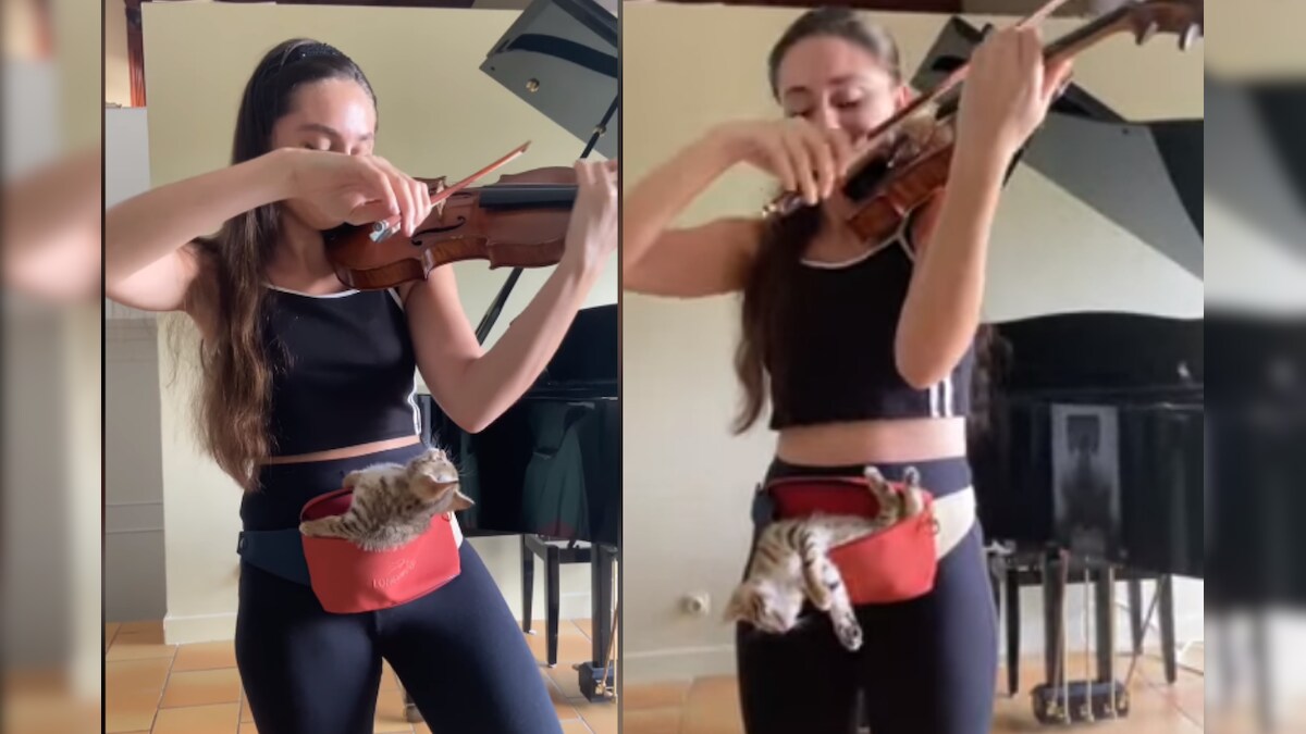 Classical Music Loving Cat Grooving to Violin is the Most 'Purrfect' Video You'll See Today