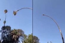 WATCH: Video of Man Cutting Palm Tree While On It is Leaving Netizens Shook