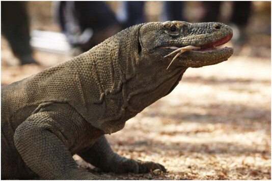 Komodo dragons might be getting extinct due to climate change | Image credit: Reuters 