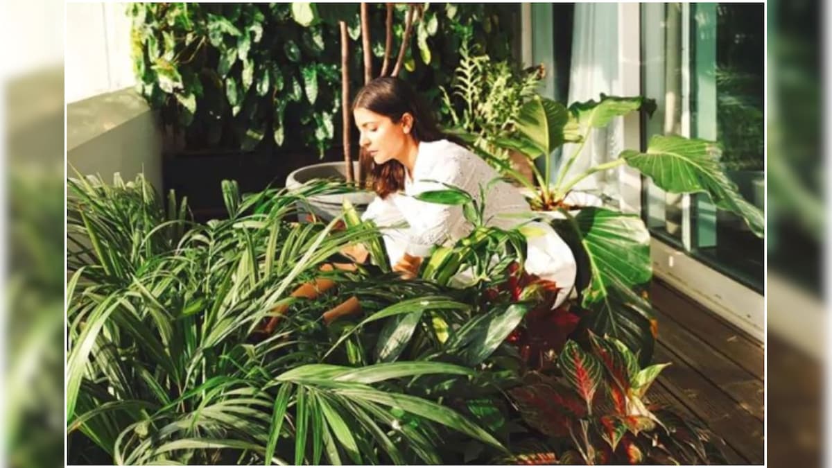 Jungle-Theme Décor: Hanging Indoor Plants Best for Creating Wilderness