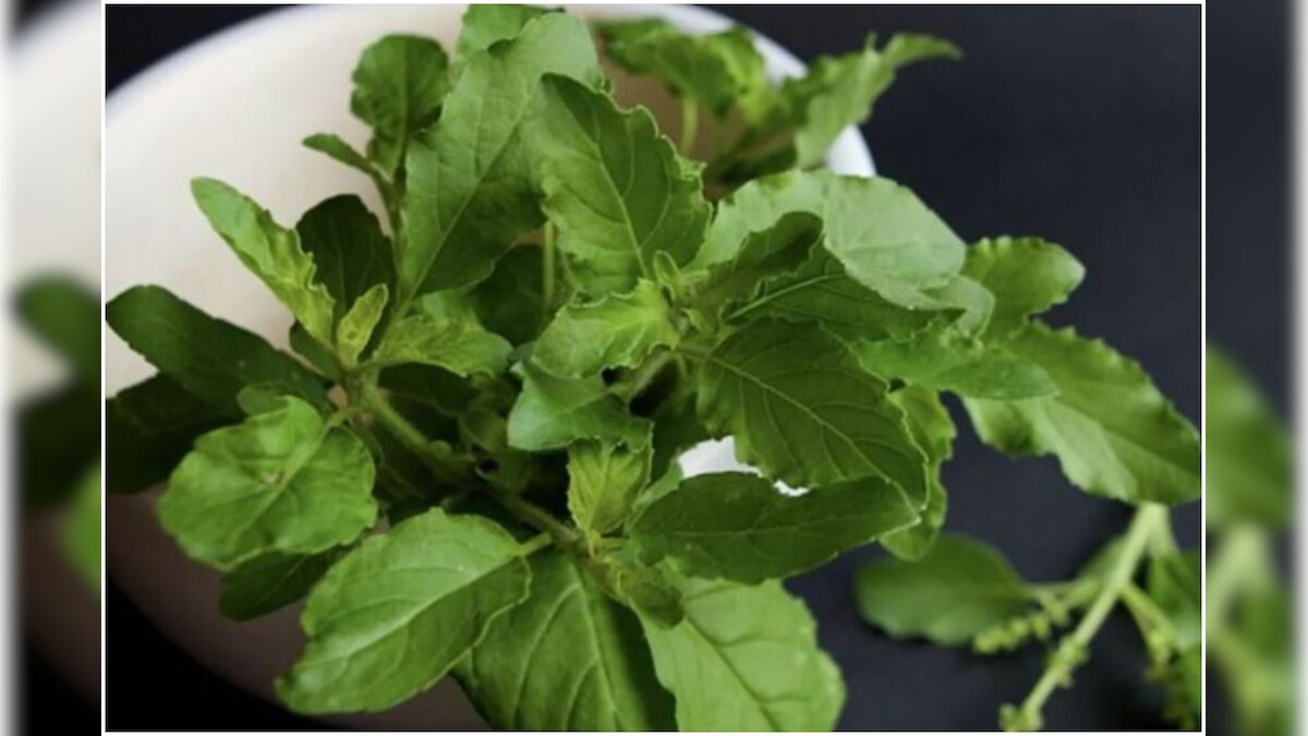 Grow These Kitchen Herbs as Indoor Plants to Enhance the Taste of Your Food