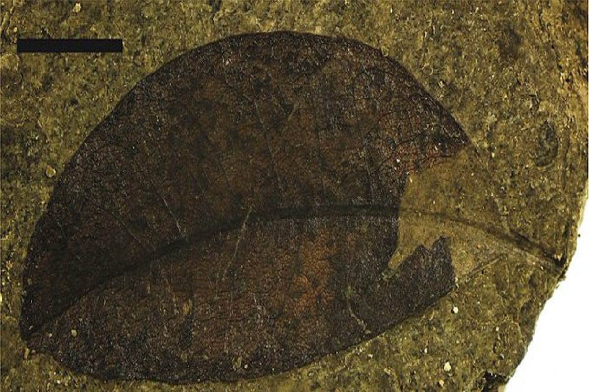 Geologists Discover Fossilised Leaves From Jurassic Period in Jharkhand