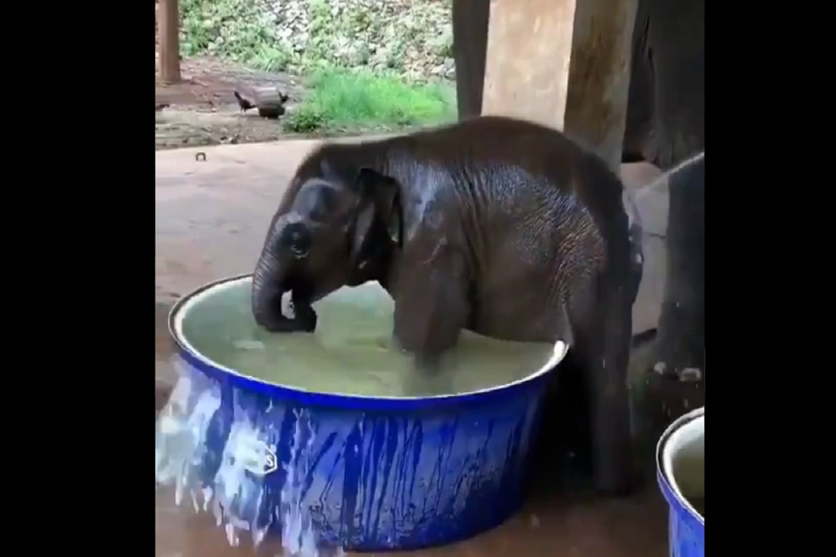 WATCH: Video of Baby Elephant Splashing in Water Goes Viral. Twitter Showers All its Love