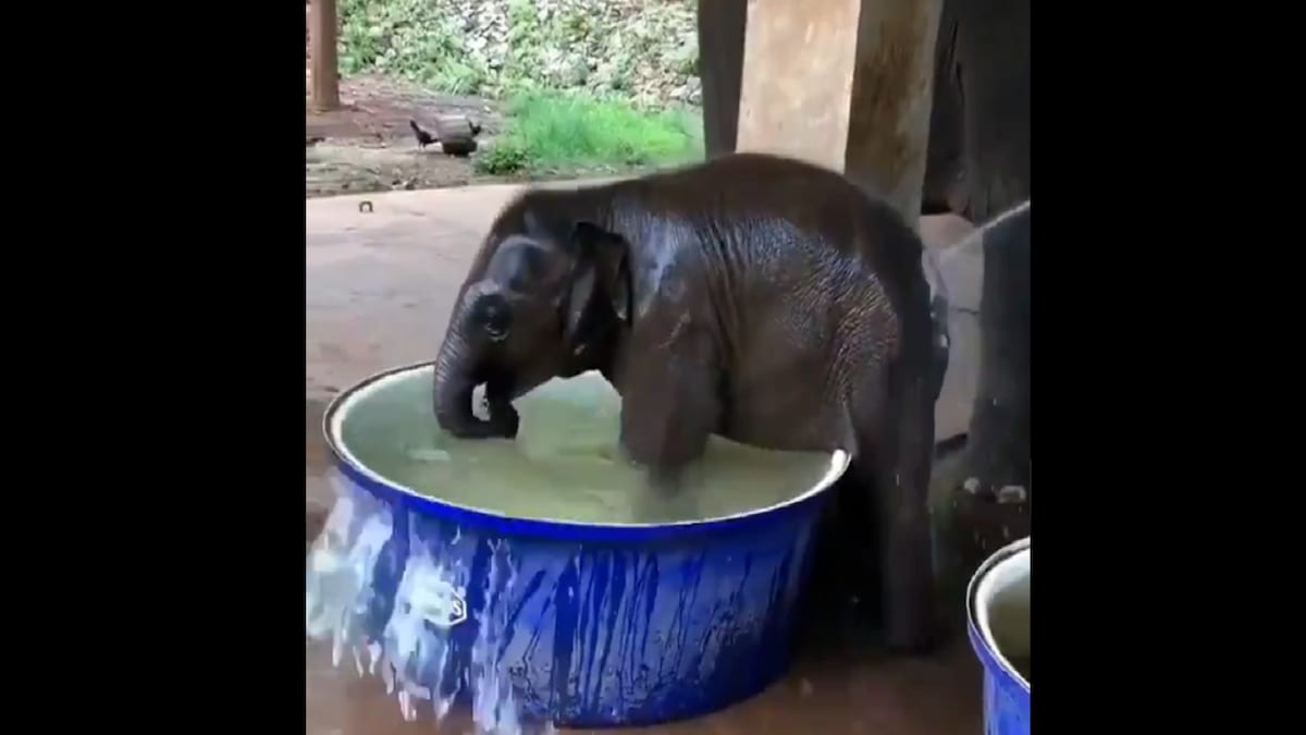 WATCH: Video of Baby Elephant Splashing in Water Goes Viral. Twitter Showers All its Love