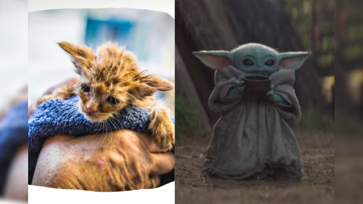 Tiny Kitten Resembling Baby Yoda Rescued from California Fires is Restoring Our Faith in Humanity