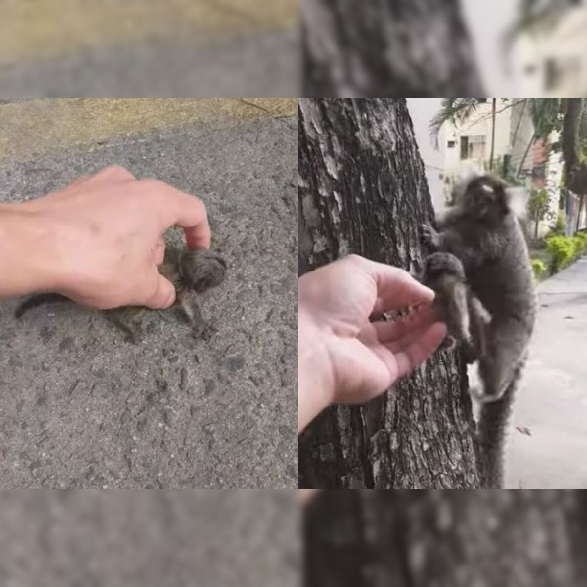 Watch Baby Lion Tamarin Rescued From Streets And Returned To Parent By Brazilian Actor