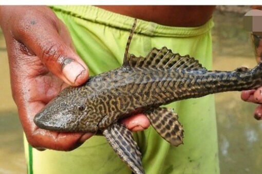 Catfish Native To Amazon Found In Varanasi Scientists Term It Dangerous For Ganges Ecology