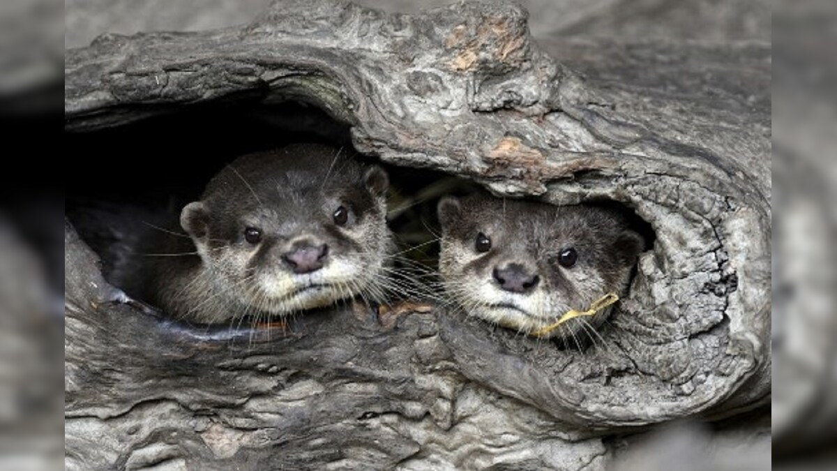 Animal Baby Boom at Taipei Zoo Lightens Virus Blues as Pandemic Keeps Visitors Away