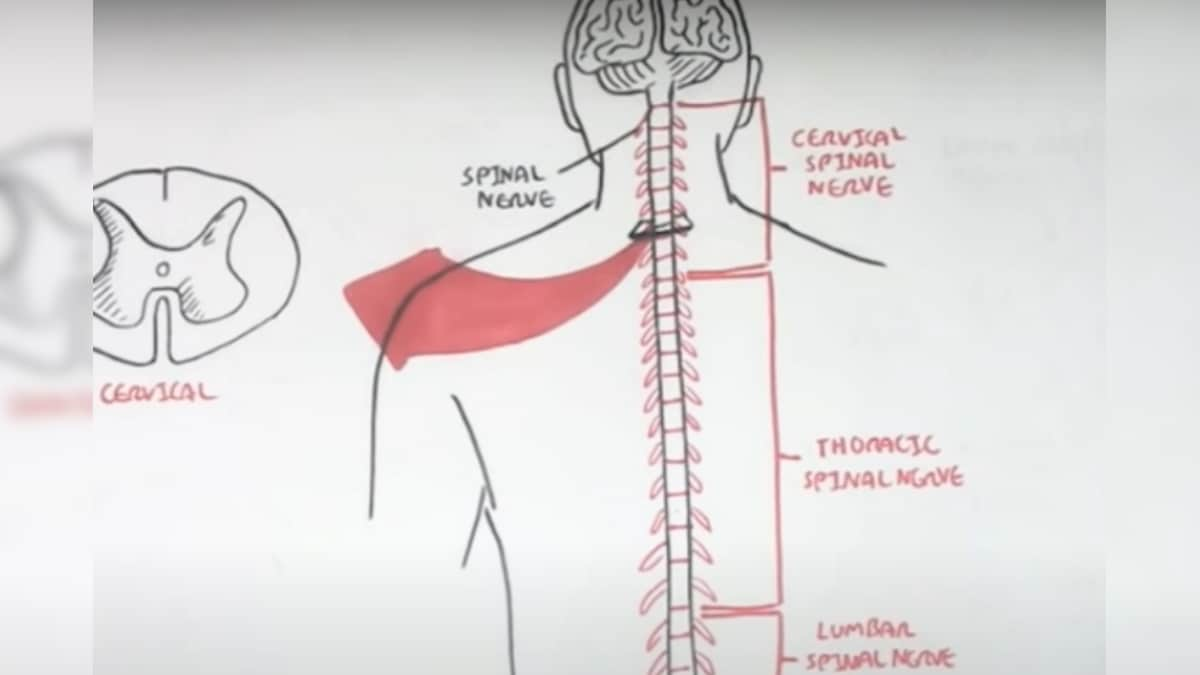 Carbon Nanotubes Could 'Undo' Spinal Injury by Restoring Neural Connectivity, Motor Skills : Study