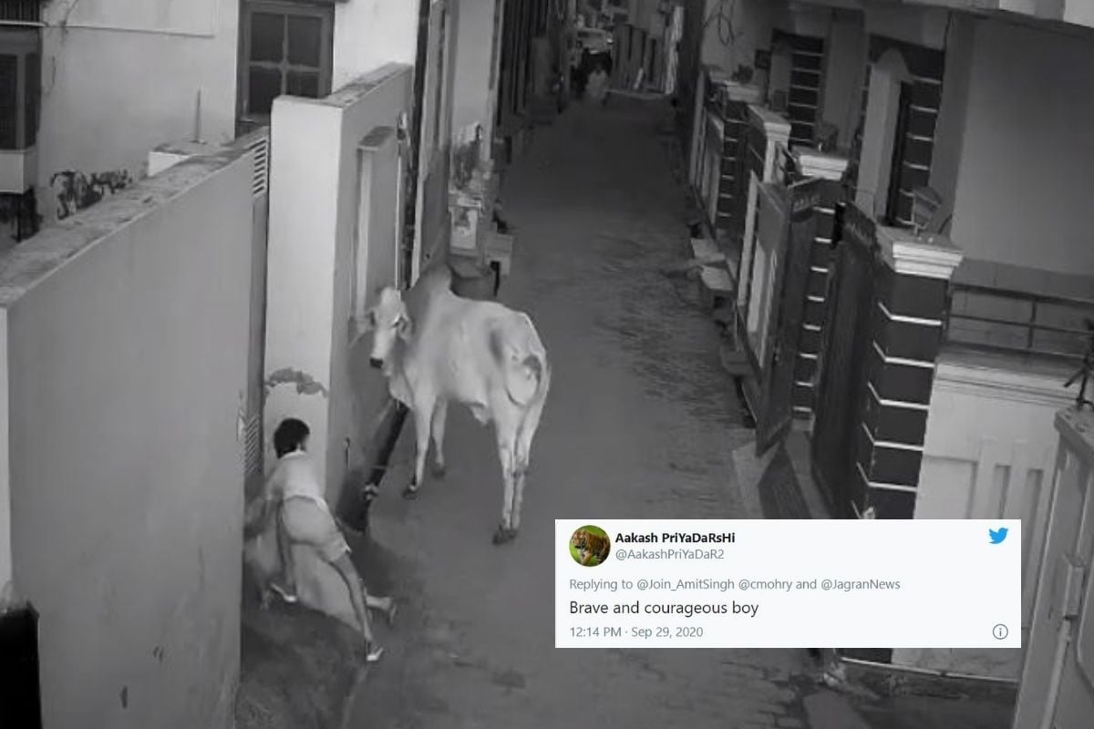 Daredevil Haryana 'Kid' Puts up Fight with a Bull to Save Grandmother, Twitter is Impressed