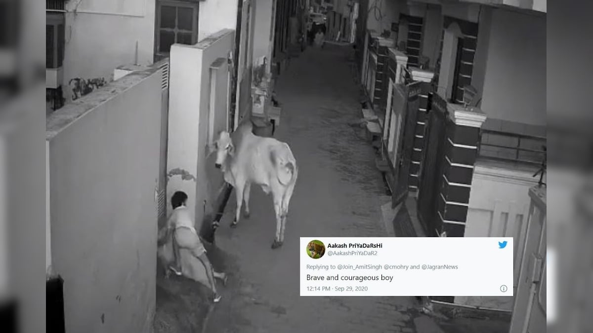 Daredevil Haryana 'Kid' Puts up Fight with a Bull to Save Grandmother, Twitter is Impressed