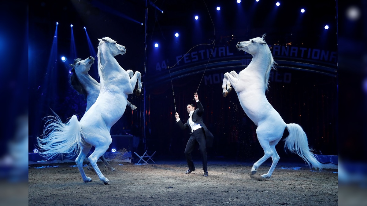 France Will no Longer Allow Use of Wild Animals in Circuses, Marine Parks