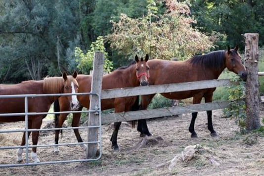 French Police Arrest A Man In Probe Of Horse Killings - Sources