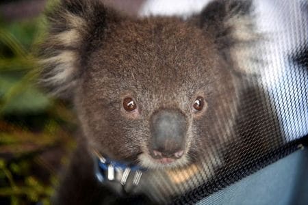 How Koalas Have Thrown Australia's Largest State Into a Political Chaos