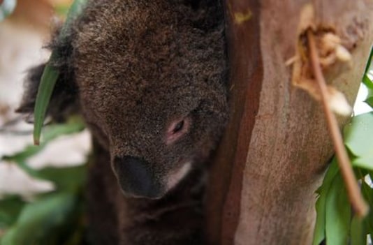 Koala Chaos Ends As Australian State Leaders Reach Truce Over Habitat Law