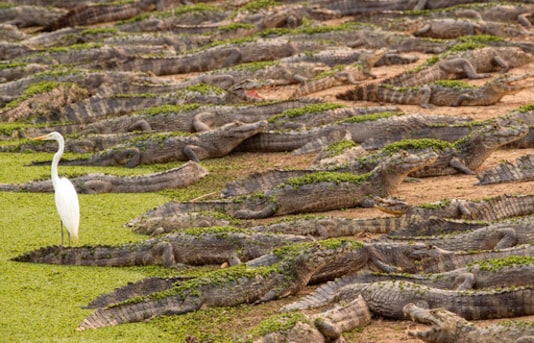 Alligators and an egret stand on the banks of the Bento Gomes river next to the Transpantaneira road at the Pantanal wetlands near Pocone, Mato Grosso state, Brazil, Monday, Sept. 14, 2020. A vast swath of the vital wetlands is burning in Brazil, sweeping across several national parks and obscuring the sun behind dense smoke. (AP Photo/Andre Penner) Alligators and an egret stand on the banks of the Bento Gomes river next to the Transpantaneira road at the Pantanal wetlands near Pocone, Mato Grosso state, Brazil, Monday, Sept. 14, 2020. A vast swath of the vital wetlands is burning in Brazil, sweeping across several national parks and obscuring the sun behind dense smoke. (AP Photo/Andre Penner)