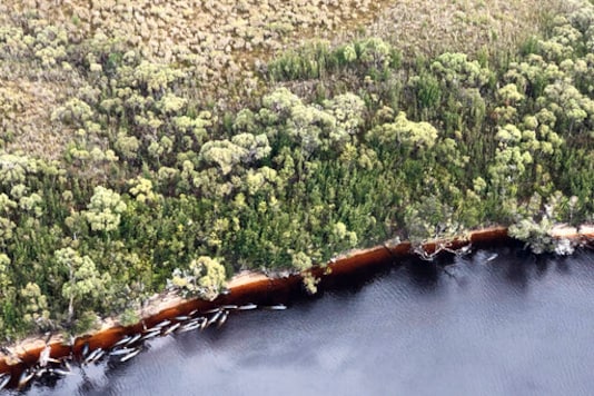 Whale carcasses are scattered along the water's edge near Strahan, Australia, Wednesday, Sept. 23, 2020. Authorities revised up the number of pilot whales rescued from Australia's worst-ever mass stranding from 50 to 70 on Thursday, Sept. 24, 2020, as the focus shifted to removing 380 carcasses from Tasmania state shallows. (Patrick Gee/Pool Photo via AP)