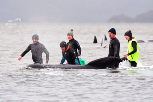 FILE - In this Sept. 22, 2020, file photo, members of a rescue crew stand with a whale on a sand bar near Strahan, Australia.
More pilot whales were found stranded on an Australian coast Wednesday, Sept. 23, raising the total to almost 500 in the largest mass stranding ever recorded in the island state of Tasmania. Authorities have been working to rescue survivors among an estimated 270 whales found on Monday on a beach and two sand bars near the remote west coast town of Strahan.(Brodie Weeding/Pool Photo via AP, File)