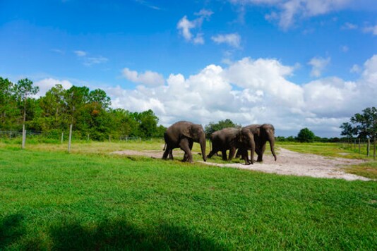 In this Sept. 2019, photo provided by the White Oak Conservation, Asian elephants, Mable, born April 6, 2006, April, born April 3, 2010, and Kelly Ann, born Jan. 1, 1996, are seen at the Center for Elephant Conservation in Polk City, Fla.  The Florida wildlife sanctuary is building a new 2,500-acre home for former circus elephants. The White Oak Conservation Center announced Wednesday, Sept. 23, 2020, that it's expecting to welcome 30 Asian elephants starting next year. (Stephanie Rutan/White Oak Conservation via AP)