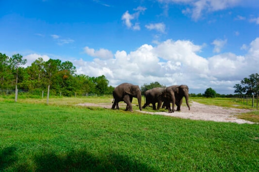 In this Sept. 2019, photo provided by the White Oak Conservation, Asian elephants, Mable, born April 6, 2006, April, born April 3, 2010, and Kelly Ann, born Jan. 1, 1996, are seen at the Center for Elephant Conservation in Polk City, Fla.  The Florida wildlife sanctuary is building a new 2,500-acre home for former circus elephants. The White Oak Conservation Center announced Wednesday, Sept. 23, 2020, that it's expecting to welcome 30 Asian elephants starting next year. (Stephanie Rutan/White Oak Conservation via AP)