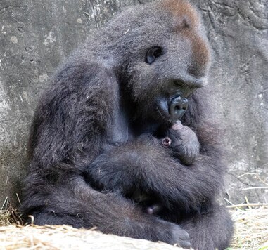 Tiny Critically Endangered Gorilla Baby Born In New Orleans
