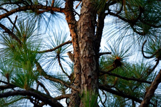 FILE - In this July 30, 2019, file photo, a red-cockaded woodpecker is seen on a long leaf pine at Fort Bragg in North Carolina. A bird declared endangered in 1970 -- the red-cockaded woodpecker, which taps pine sap to protect babies from snakes and gets its sons to help care for the next clutch of nestlings -- has recovered enough to relax federal protection, officials said Friday, Sept. 25, 2020. (AP Photo/Robert F. Bukaty, File) FILE - In this July 30, 2019, file photo, a red-cockaded woodpecker is seen on a long leaf pine at Fort Bragg in North Carolina. A bird declared endangered in 1970 -- the red-cockaded woodpecker, which taps pine sap to protect babies from snakes and gets its sons to help care for the next clutch of nestlings -- has recovered enough to relax federal protection, officials said Friday, Sept. 25, 2020. (AP Photo/Robert F. Bukaty, File)