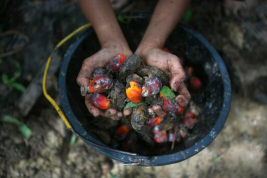 A little girl holds palm oil fruit collected from a plantation in Sumatra, Indonesia, Nov. 13, 2017. An Associated Press investigation has found many palm oil workers in Indonesia and neighboring Malaysia endure exploitation, including child labor. (AP Photo/Binsar Bakkara) A little girl holds palm oil fruit collected from a plantation in Sumatra, Indonesia, Nov. 13, 2017. An Associated Press investigation has found many palm oil workers in Indonesia and neighboring Malaysia endure exploitation, including child labor. (AP Photo/Binsar Bakkara)