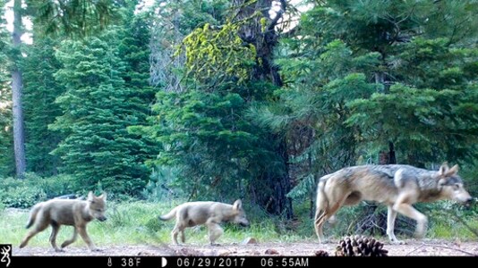 US Wildlife Officials Aim To Remove Wolf Protections In 2020