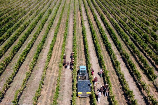 Workers harvest Petit Verdot grapes in the vineyard of Casale del Giglio, in Latina, near Rome, Wednesday, Sept. 16, 2020. Change can come slowly to Italys centuries-old wine industry, but in a matter of months the global pandemic radically altered the path from vine to table, beginning with the fall harvest. (AP Photo/Alessandra Tarantino)