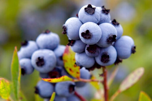 FILE - In this July 27, 2012 file photo, wild blueberries await harvesting in Warren, Maine. The state's wild blueberry crop suffered in 2020 due to drought and a lack of labor caused by the coronavirus pandemic. (AP Photo/Robert F. Bukaty, File)