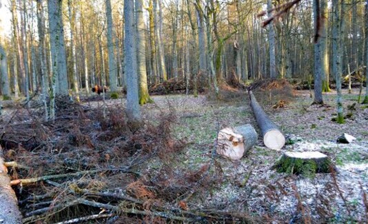 Search For A Bison After It Attacked Tourist In Poland